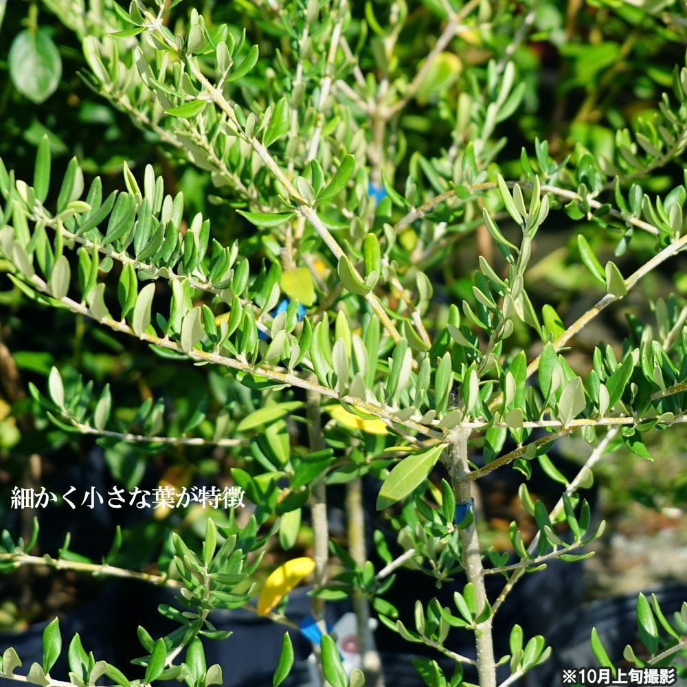 000000033993-02.jpg?size=l&w=