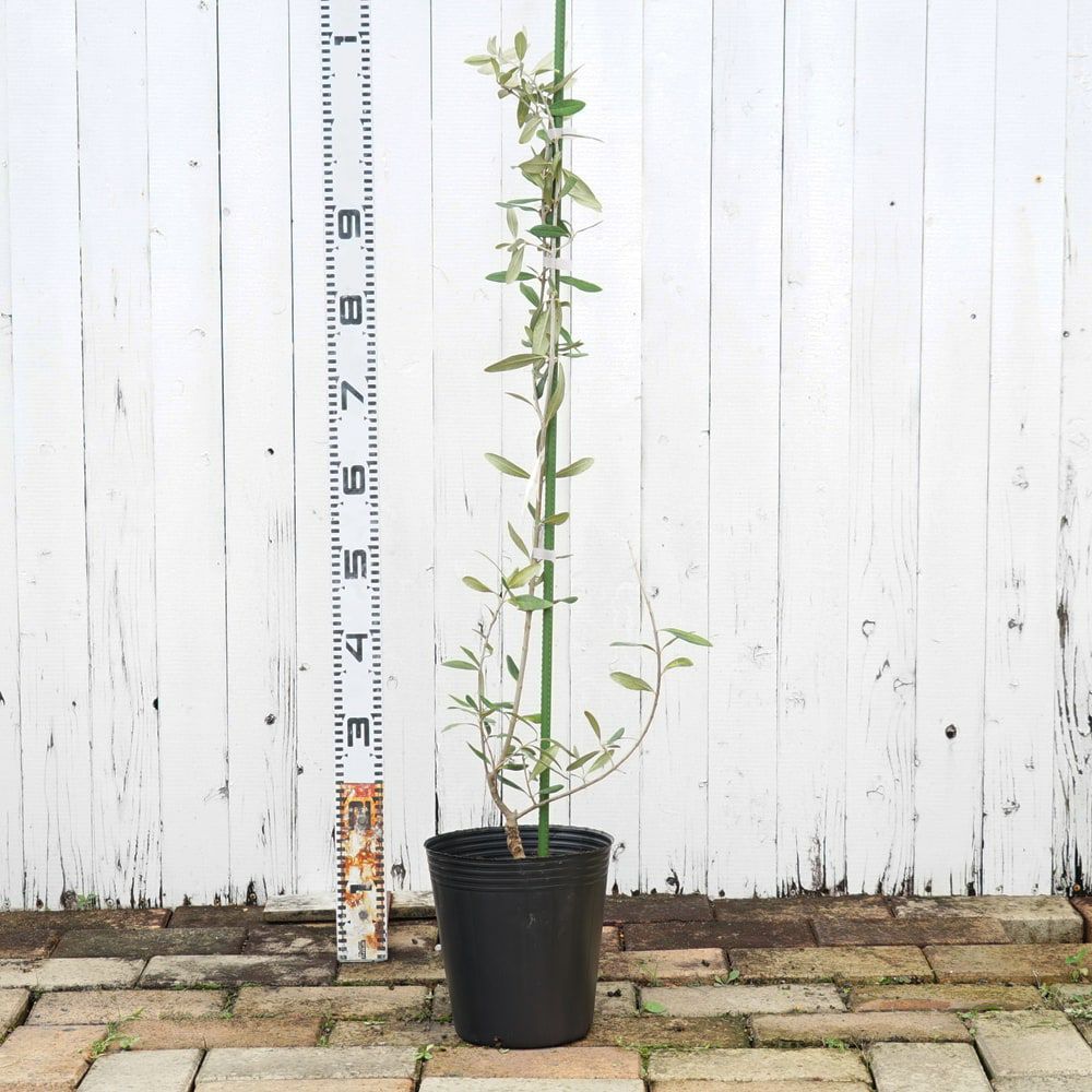 000000033993-03.jpg?size=l&w=