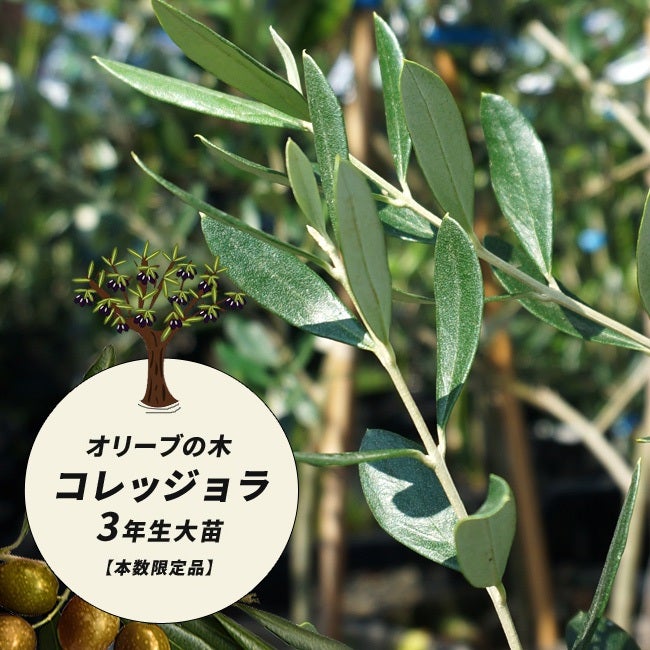 オリーブの木 コレッジョラ 3年生 庭木 常緑樹 シンボルツリー