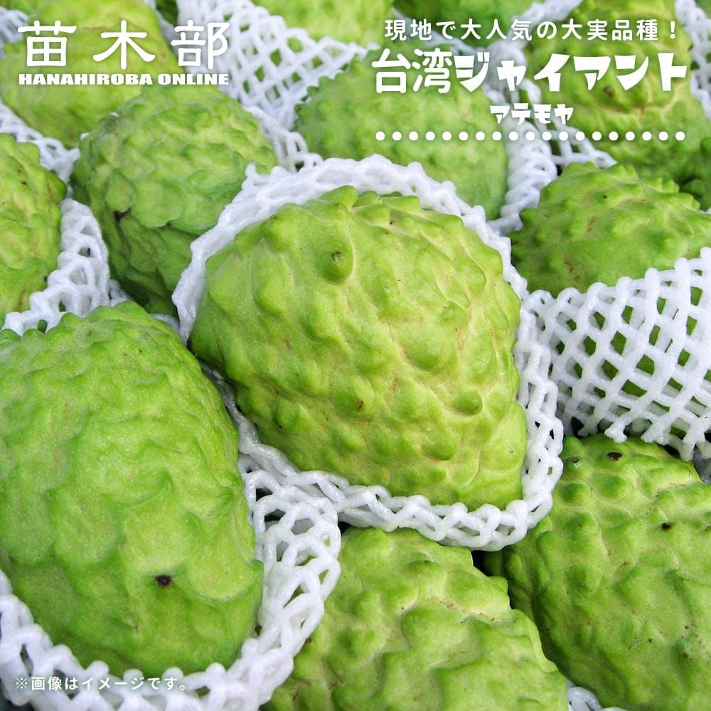 アンノナ(アテモヤ、チェリモヤなど) | 苗木部 本店 By 花ひろばオンライン