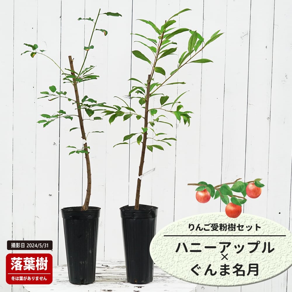 りんご ハニーアップルときたろうの受粉樹セット
