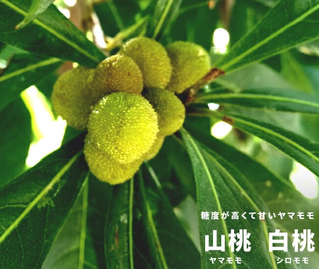 000000034049-01.jpg?size=l&w=