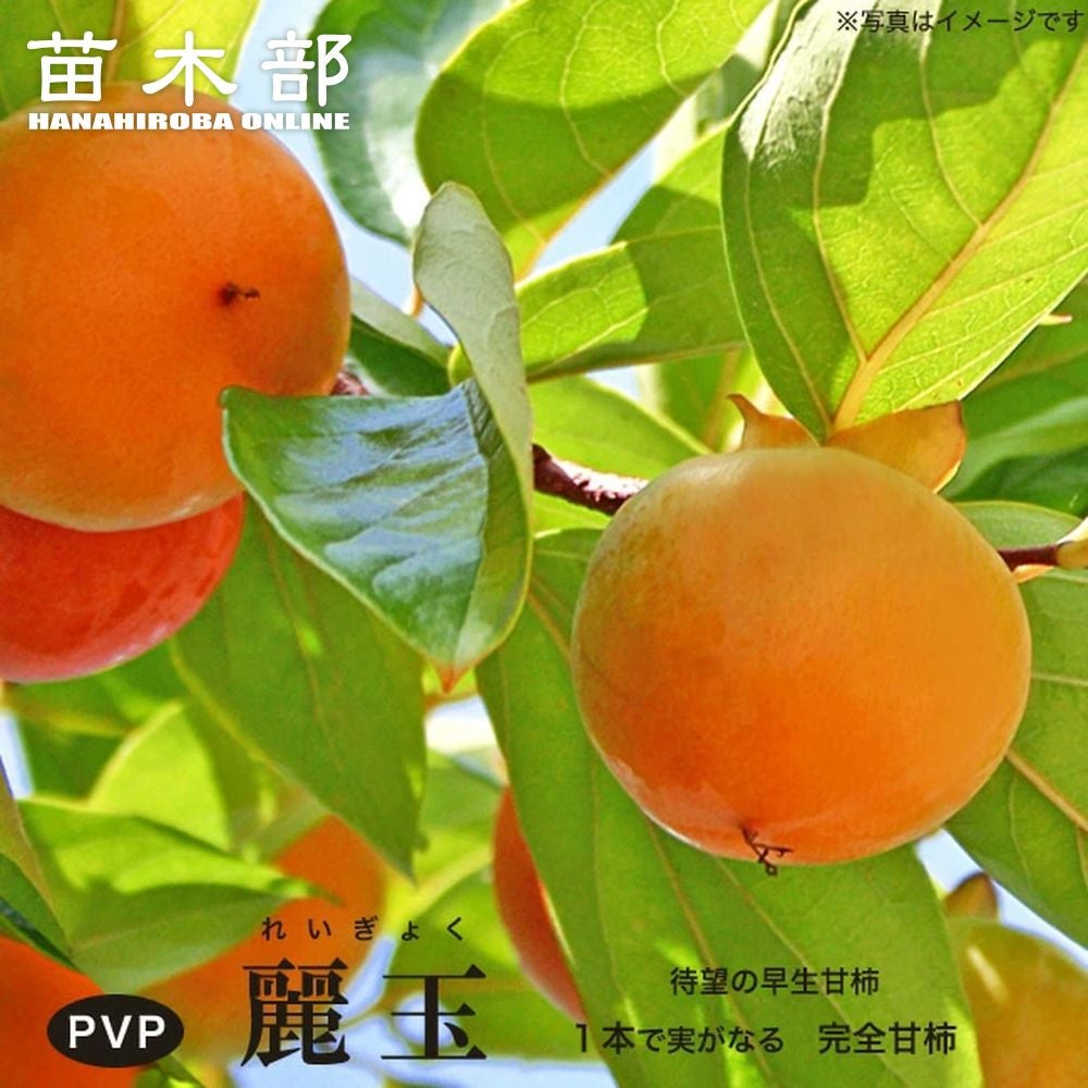 麗玉柿 苗木 登録品種 3年生 000000034181-01.jpg?size=m&w=