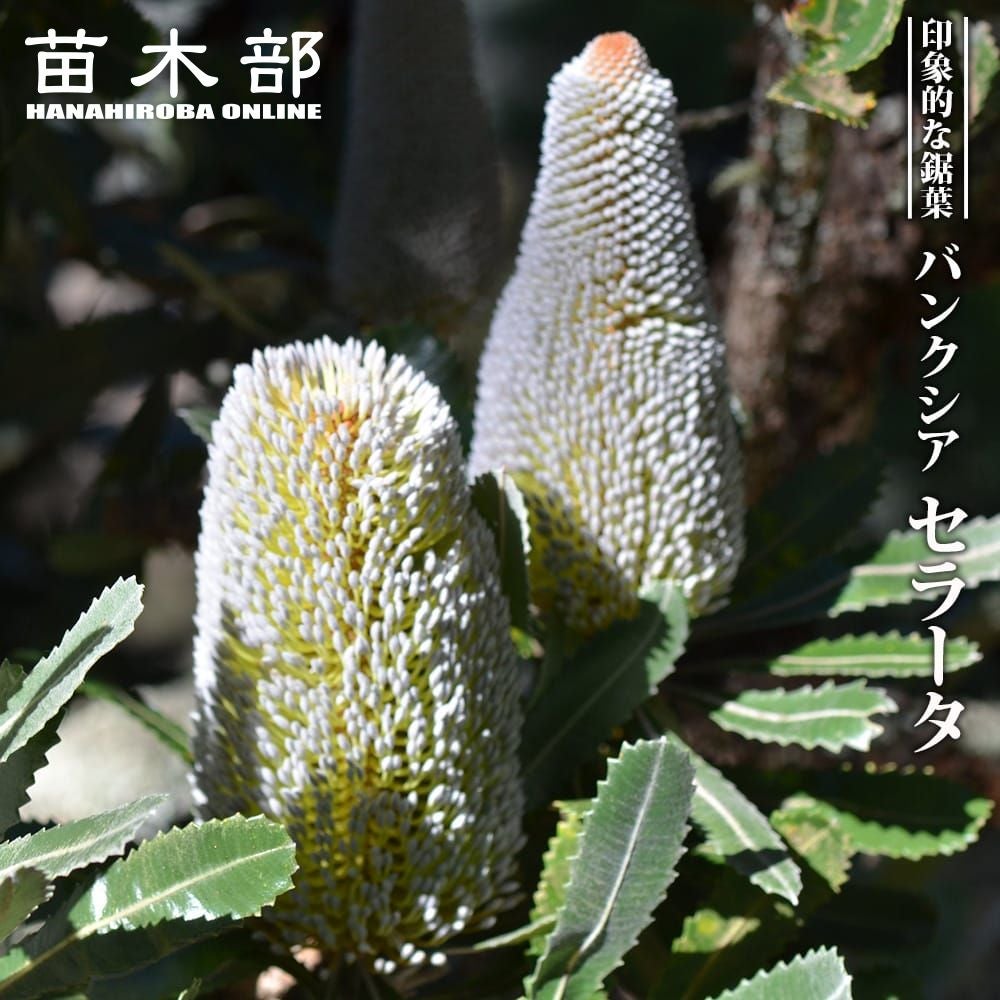 エリオステモン プロファッションの通販 苗木部 By 花ひろばオンライン