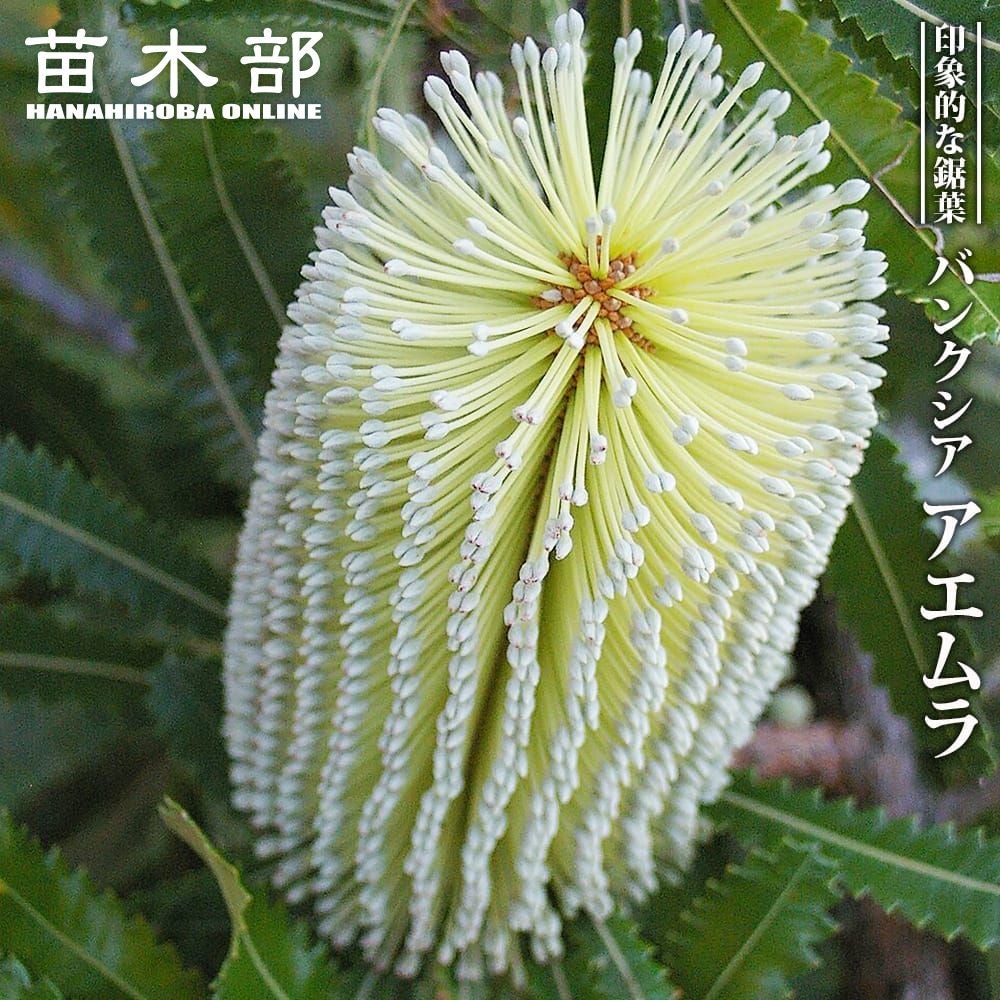 000000134141-01.jpg?size=l&w=