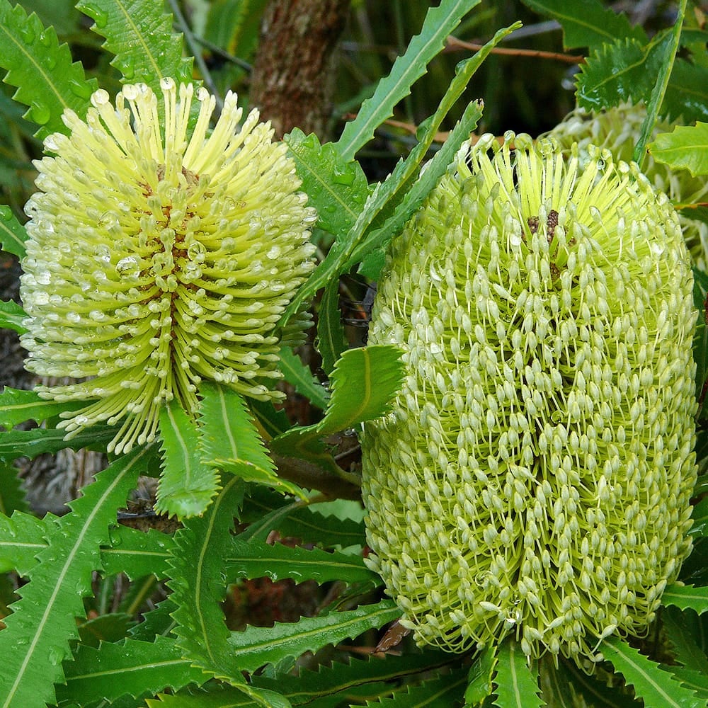 バンクシア アエムラ 苗 販売 苗木部 By 花ひろばオンライン