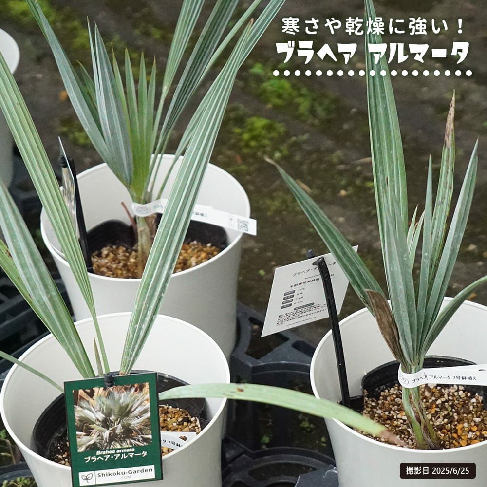 ヤシ チャメロプス フミリス セリフェラ 苗 通販 苗木部 By 花ひろば