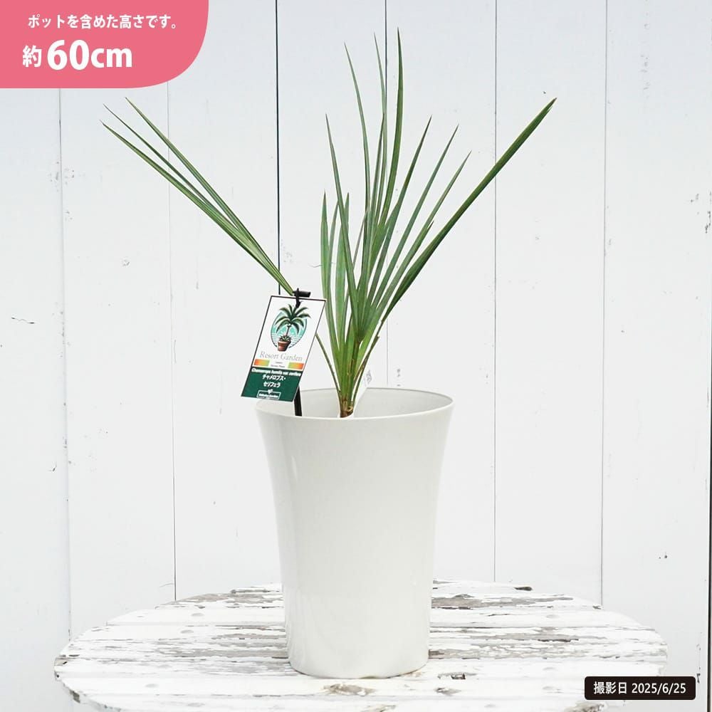 ヤシ チャメロプス フミリス セリフェラ 苗 通販 苗木部 By 花ひろば