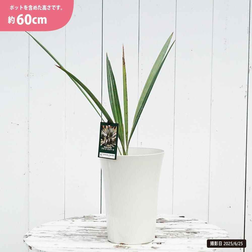 ブラヘア アルマータ 苗 おすすめ 苗木部 By 花ひろばオンライン