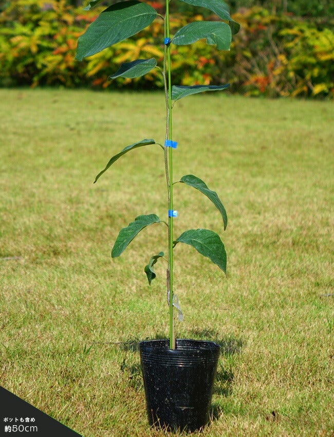 チェリモヤ エルバンポ ツゥバキュレートタイプ 苗 販売 苗木部 By 花