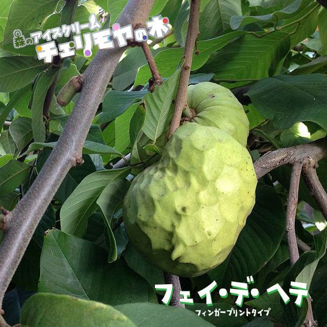 チェリモヤ エルバンポ ツゥバキュレートタイプ 苗 販売 苗木部 By 花