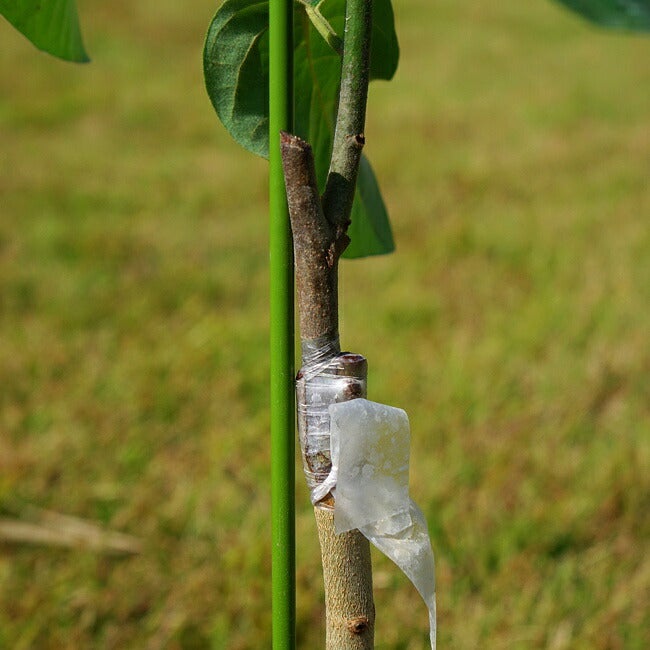 000000034225-02.jpg?size=l&w=