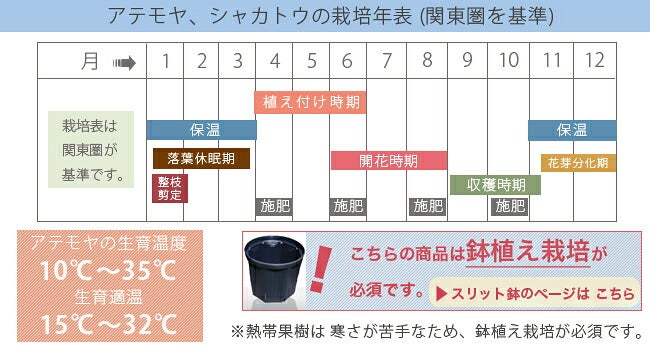 アテモヤ苗木 大苗 接ぎ木【ジェフナー種】Geffner種 匿名配送 アテモヤ ジェフナー 苗 販売 苗木部 By 花ひろばオンライン