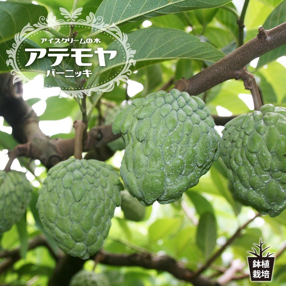 チェリモヤ エルバンポ ツゥバキュレートタイプ 苗 販売 苗木部 By 花