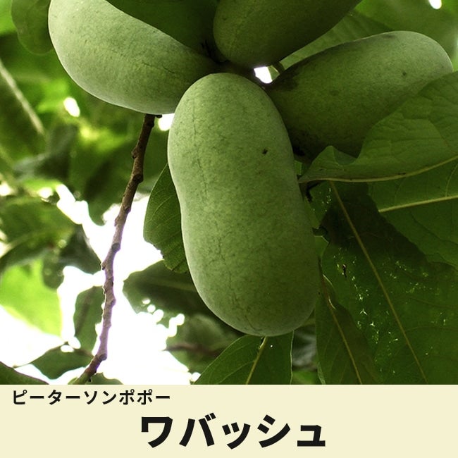 ポポー ワバッシュ 苗 販売 苗木部 By 花ひろばオンライン