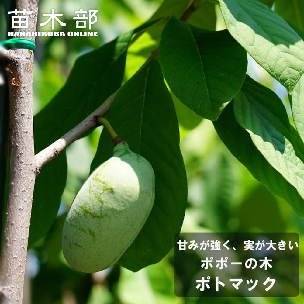 ポポー マンゴー 苗 おすすめ 苗木部 By 花ひろばオンライン