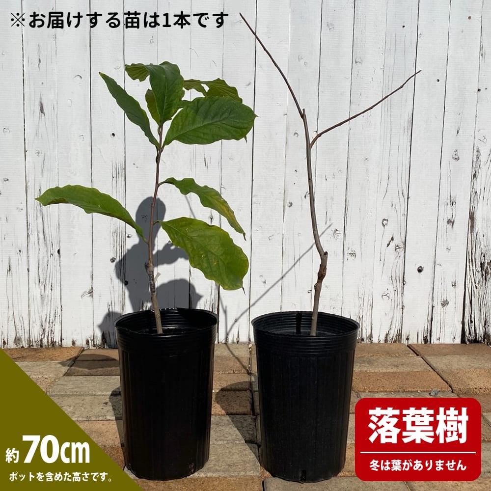 花芽ついたポポー苗木　2本 000000034245-02.jpg?size=l&w=
