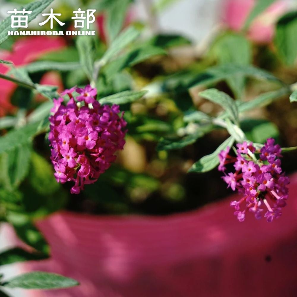 プルメリア　苗木　「Reung Sukdee Violet」　挿木用 プルメリア 紫 苗木 「Reung Sukdee Violet」 ブッドレア 紅姫 苗 販売