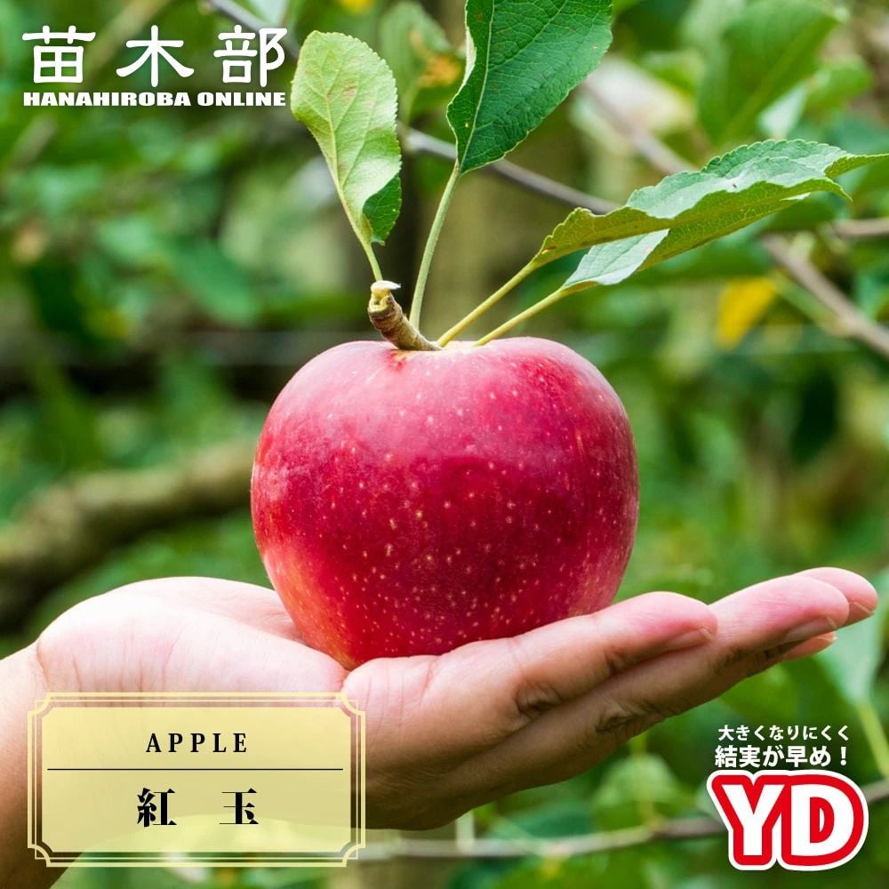 甘くて美味しい、りんごの苗木＋粗品＋全国匿名送料無料です＼(^o^)／ 000000034257-01.jpg?size=l&w=