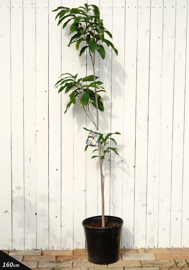 ポポー 実生苗 3年生 自作鉢【24本】※バラ売り希望はコメントください 000000034265-03.jpg?size=l&w=