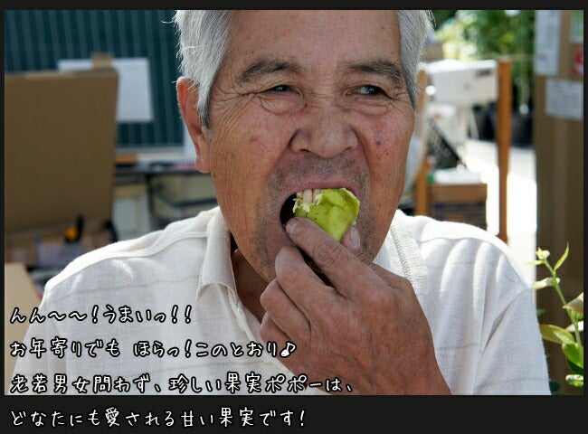 ポポー 実生 苗 通販 苗木部 By 花ひろばオンライン