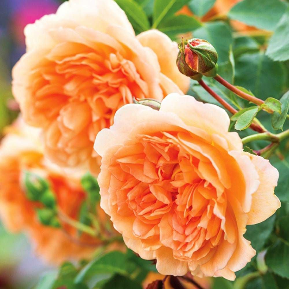 000000034344-04.jpg?size=l&w=