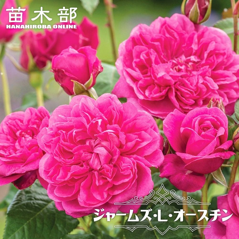 000000034346-01.jpg?size=m&w=