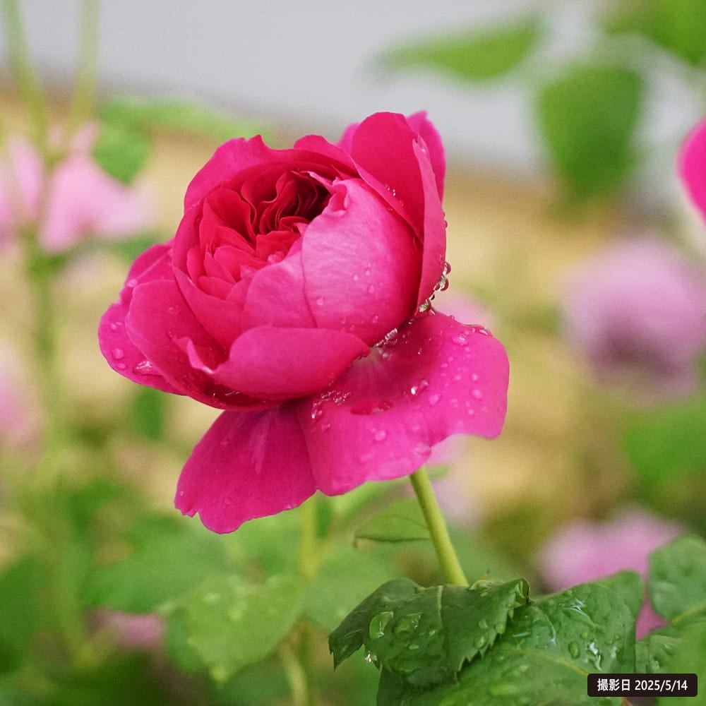 バラ ジャームズ L オースチン 苗 販売 苗木部 By 花ひろばオンライン