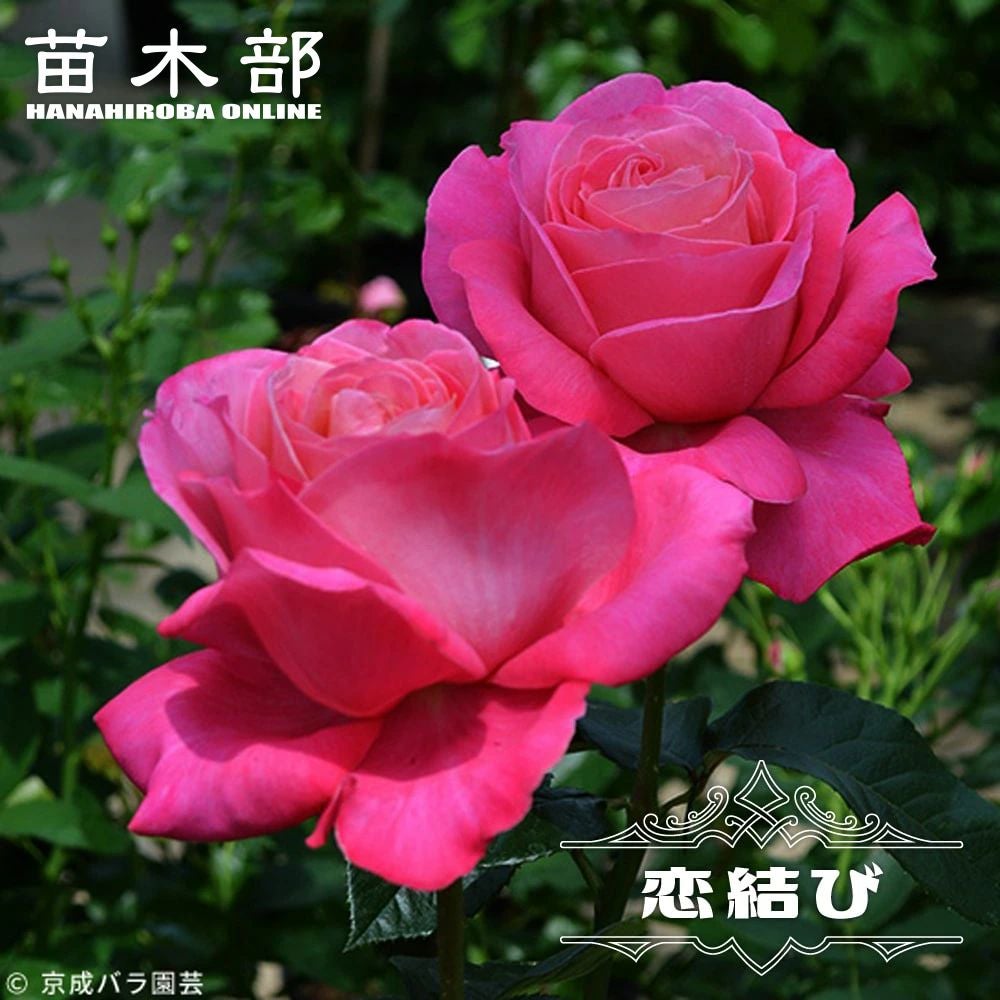 バラ ブライダルピンク 苗 販売 苗木部 By 花ひろばオンライン