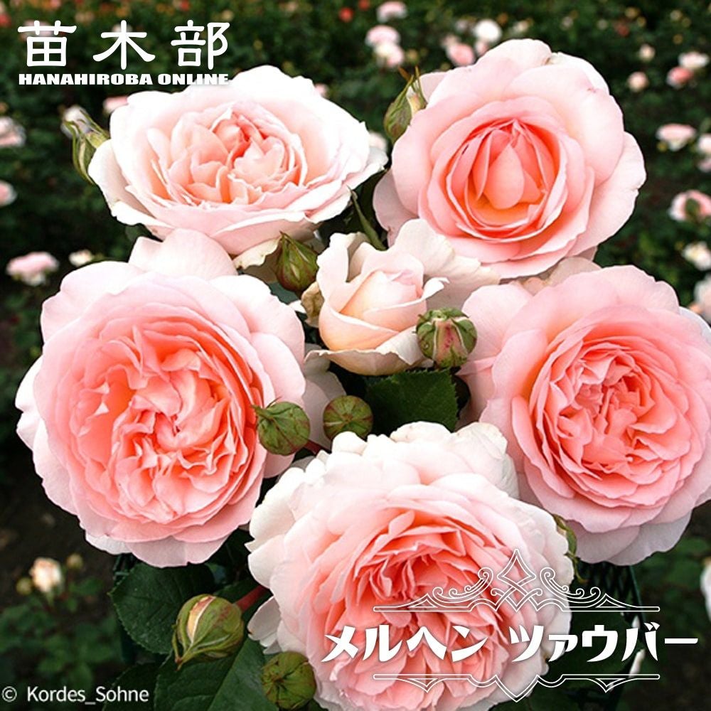 000000034351-01.jpg?size=l&w=