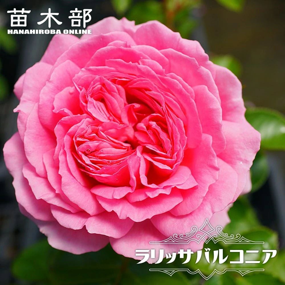 000000034352-01.jpg?size=l&w=