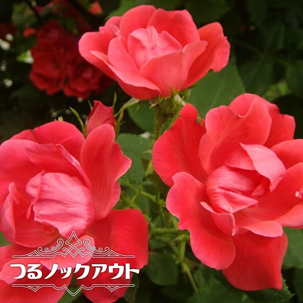 000000034355-01.jpg?size=l&w=