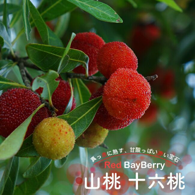 000000034362-01.jpg?size=l&w=