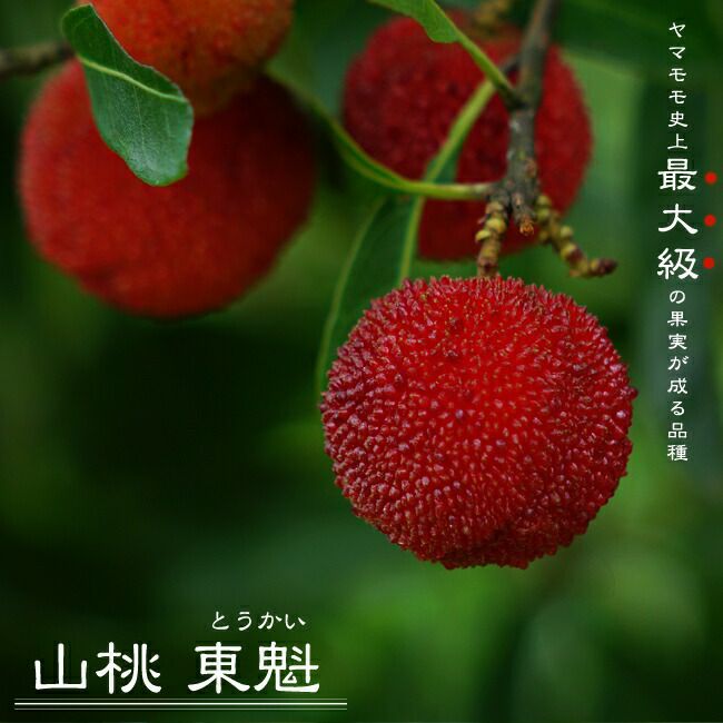 000000034365-01.jpg?size=m&w=