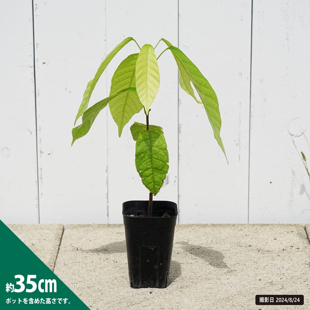 000000034431-04.jpg?size=l&w=