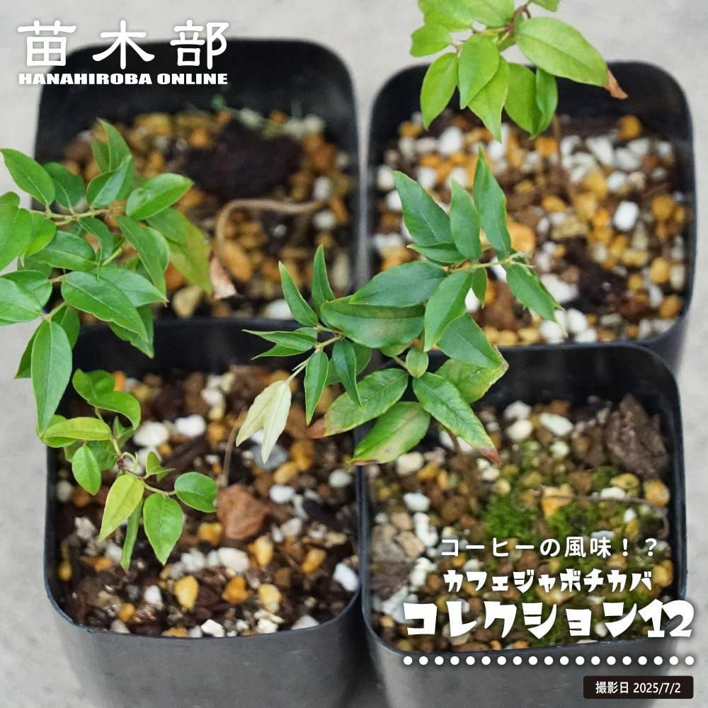 コレクション12 苗 販売 苗木部 By 花ひろばオンライン