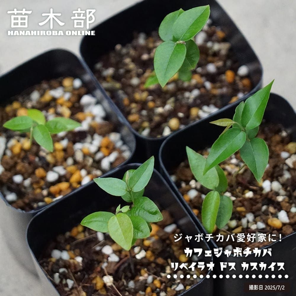 カカオ トリニタリオ種 ソコヌスコ 苗 販売 苗木部 By 花ひろばオンライン