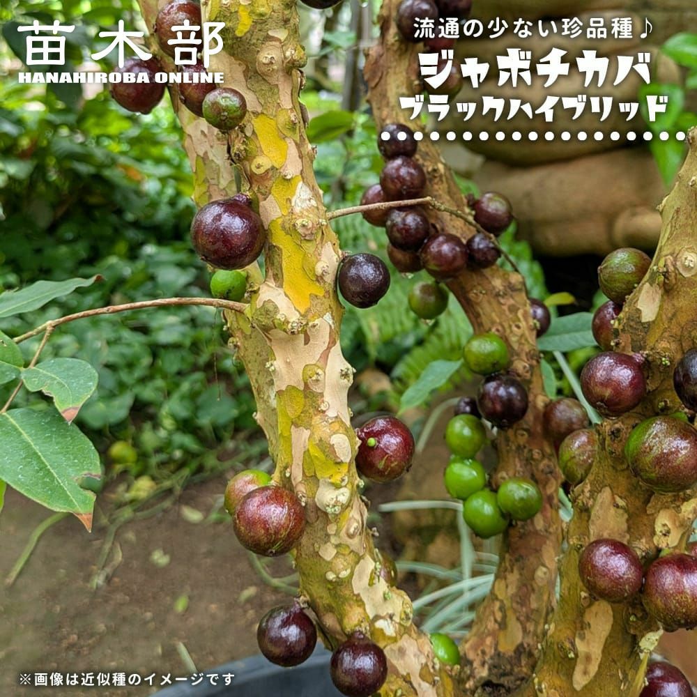 ジャボチカバ 大葉系 ジャボチカバ 苗 通販 苗木部 By 花ひろばオンライン