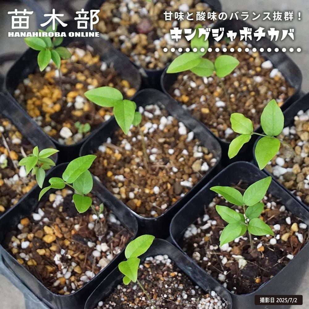 カフェジャボチカバ キングジャボチカバ 苗 販売 苗木部 By 花ひろば