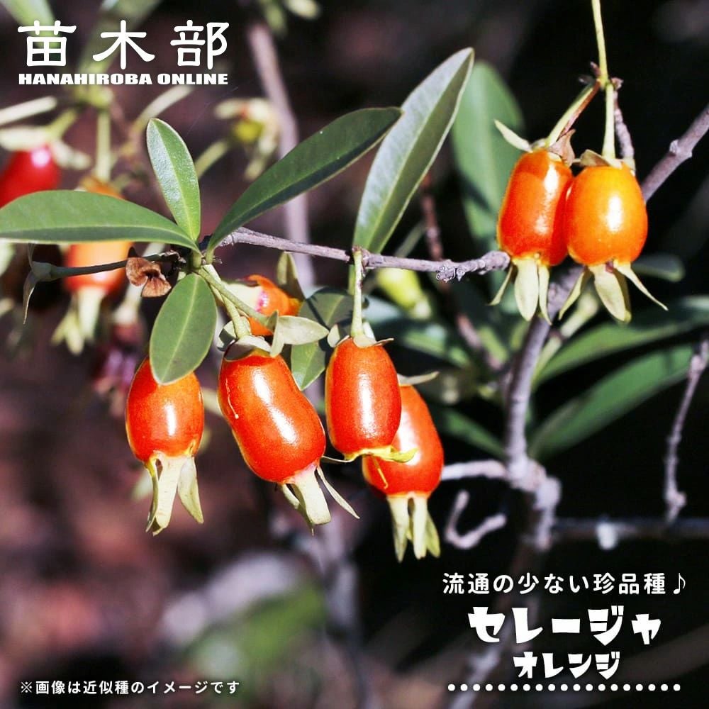 リグナムバイタ 苗 販売 苗木部 By 花ひろばオンライン