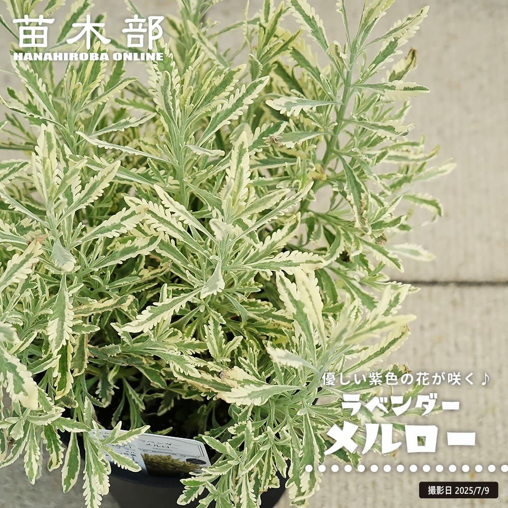 リューカデンドロン デビルズブラッシュの通販 苗木部 By 花ひろば