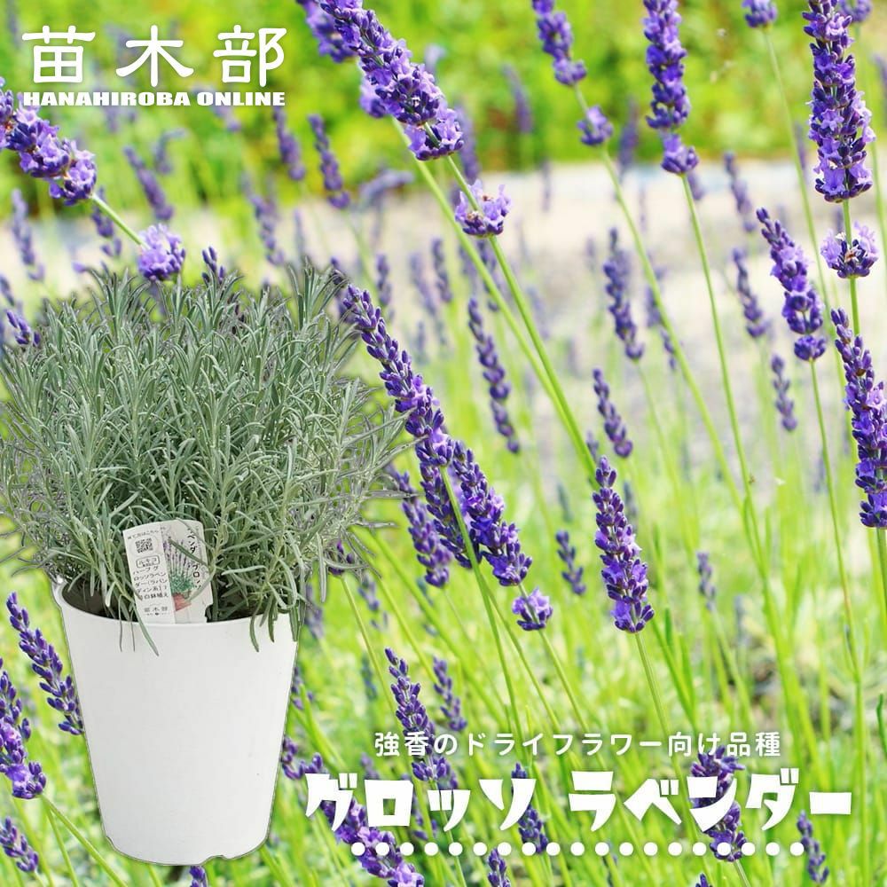 ラベンダー ラバンディン系 グロッソ 苗 販売 苗木部 By 花ひろば