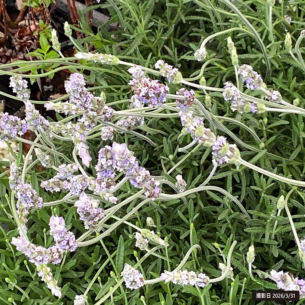 デンタータラベンダー 苗 白花 強い香り⑦ ラベンダー デンタータ 苗 販売 苗木部 By 花ひろばオンライン