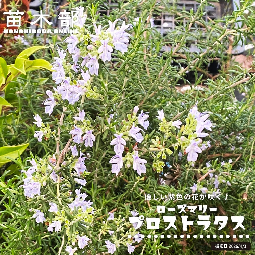 矮性 ジューンベリー スイートバンビ 苗 販売 苗木部 By 花ひろば