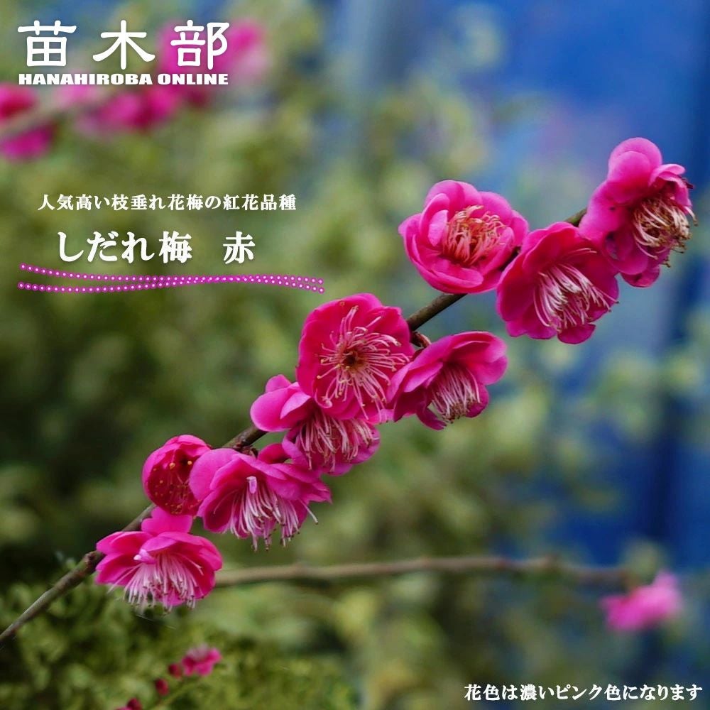 000000034916-01.jpg?size=l&w=