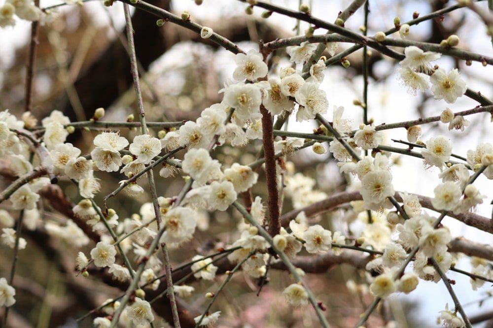 000000034919-03.jpg?size=l&w=