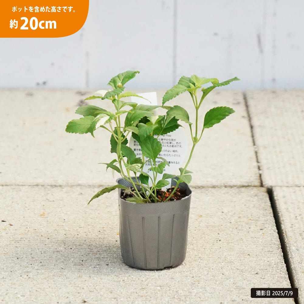 リッピア フリップフロップ 苗 販売 苗木部 By 花ひろばオンライン
