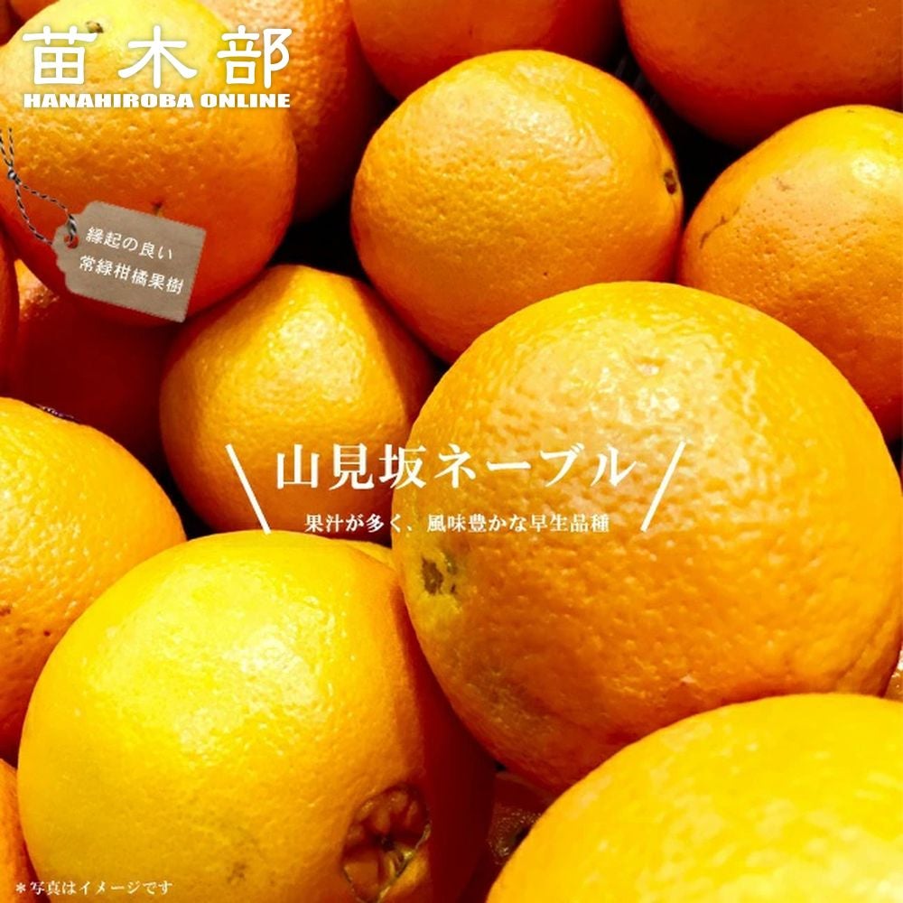 000000035104-01.jpg?size=m&w=