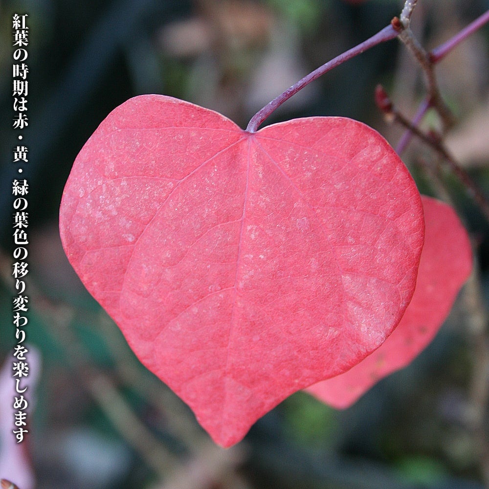 マルバノキ 苗 おすすめ 苗木部 By 花ひろばオンライン