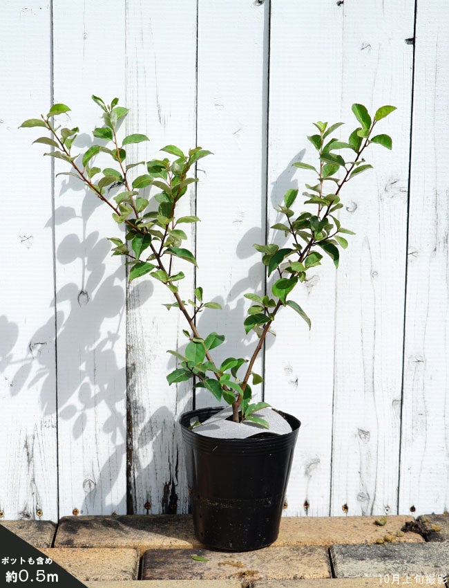 000000035478-03.jpg?size=l&w=